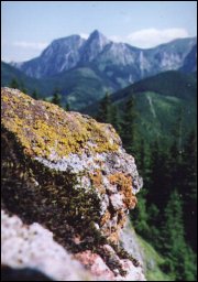 Wiele górskich skał jest „pomalowanych” porostami