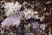 Naziemne chrobotki (Cladonia) tworzą często gęste kępy lub murawy