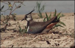 Czajka (Vanellus vanellus)