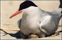 Rybitwa zwyczajna (Sterna hirundo)