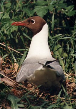 Mewa śmieszka (Larus ridibundus)