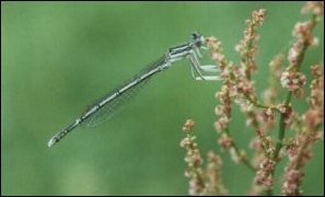 Samiec pióronoga (Platycnemis pennipes). Ta ważka równoskrzydła występuje licznie nad czystszymi jeziorami i wolniej płynącymi rzekami.