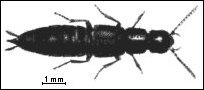 Philonthus discoideus - znajdowany przeważnie jesienią w ogrodach i na polach