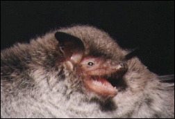 Nocek rudy (Myotis daubentoni)