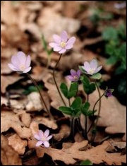 Przylaszczka pospolita (Hepatica nobilis)