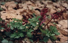 Kokorycz pusta (Corydalis cava)