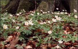 Zawilec galowy (Anemone nemorosa)