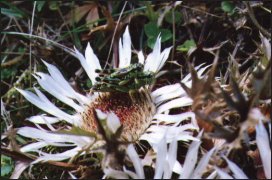 Dziewięćsił bezłodygowy (Carlina acaulis)