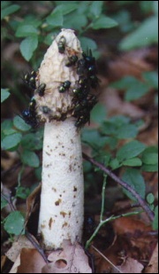 Zarodniki sromotników (Phallus sp.) rozsiewane są przez muchy