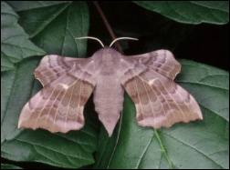 Nastrosz topolowiec (Laothoe populi)