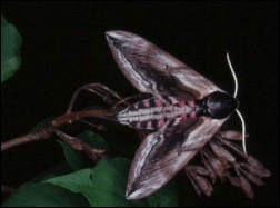 Zawilec tawulec (Sphinx ligustri)