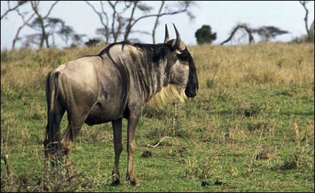 Gnu białobrode