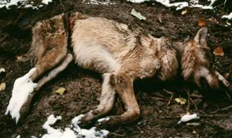 Puszcza Białowieska. Wilk we wnyku odnaleziony dzięki obroży z nadajnikiem.