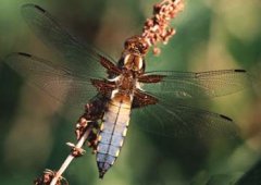 U ważki płaskobrzuchej (Libellula depressa) spotykamy zarówno samce patrolujące jak i terytorialne