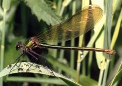 Samica świtezianki błyszczącej (Calopteryx splendens)