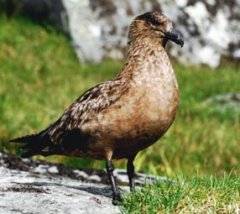 Skua, mimo dużego podobieństwa do mew, należy do innej rodziny