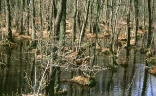 Wyraźnie kępkowa struktura runa jest charakterystyczna dla olsów porzeczkowych