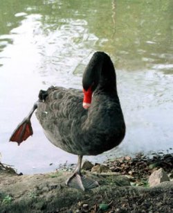 Ten łabędź czarny to zapewne uciekinier z niewoli