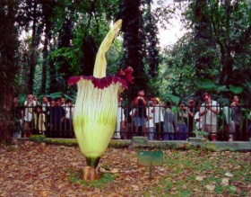 Również w rodzimej Indonezji kwitnący w ogrodzie botanicznym Bunga Bangkai przyciąga tłumy zwiedzających