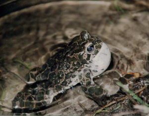 Ropucha zielona - jeden z wielu gatunków płazów zamieszkujących naszą ostoję