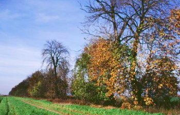 Objęta ochroną śródpolna aleja stanowi schronienie dla wielu zwierząt