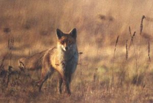 Masowe szczepienia lisów przeciw wściekliźnie spowodowały drastyczny wzrost ich liczebności. Aby temu częściowo przeciwdziałać, wydłużono okres polowań na te zwierzęta.