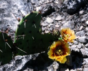 Młode pędy tej opuncji (<i>Opuntia phaecantha</i>) są jadalne