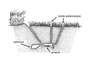 Przekrój przykładowej nory chomika