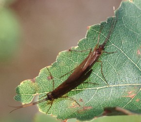 Gody chruścików