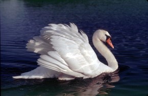 Samiec łabędzia niemego w pozycji bojowej