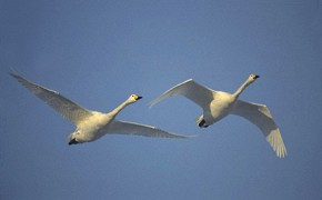 Lecące łabędzie krzykliwe (Cygnus cygnus)