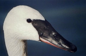 Górna część dzioba łabędzi trąbiących jest prawie jednolicie czarna, a dolna - różowoczerwona