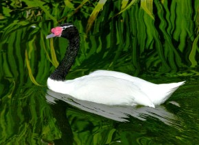 Łabędź czarnoszyi (Cygnus melanocoryphus)