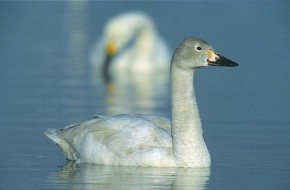 Łabędź czarnodzioby (Cygnus columbianus) - osobnik młodociany, a w tle dorosły