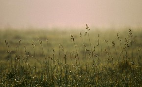 Intensywne nawożenie użytków zielonych przyczynia się do ubożenia składu gatunkowego ich runi i preferowania traw azotolubnych - np. kupkówki pospolitej