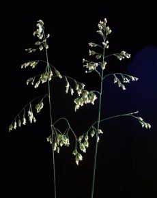 Bogata w kumarynę turówka wonna (Hierochloë odorata) bywa wykorzystywana do aromatyzowania wódek. W naturze występuje rzadko i podlega w Polsce ochronie gatunkowej.