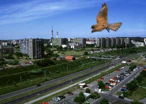 Blokowiska w miastach stają się ostoją sokołów pustułek