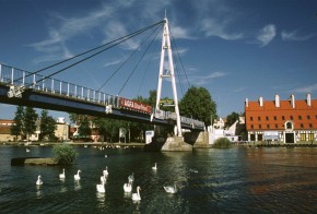 Większość łabędzi przebywających w okolicach mostów w Mikołajkach została przez nas zaobrączkowana