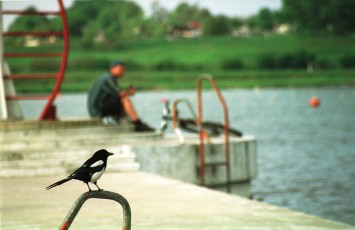 Ciekawskie sroki towarzyszą człowiekowi na każdym niemalże kroku