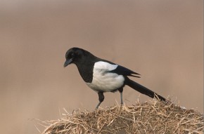 Bystre spojrzenie sroki zdradza jej inteligentną naturę