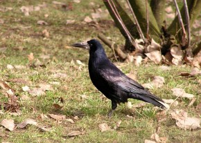 Najczęstszym gościem na naszych trawnikach jest gawron