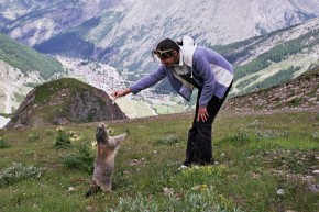 Świstak domagający się papierka po cukierku. W dole Saas Fee.