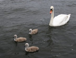 Samica łabędzia z puszystymi pisklętami