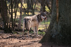 Wilk jest gatunkiem, którego ochrona budzi duże kontrowersje