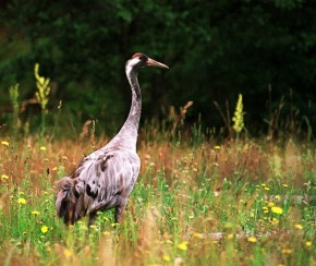 Największymi ptakami odwiedzającymi użytek „Wysokie” są żurawie