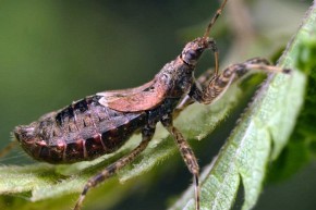 Drapieżne pluskwiaki z rodziny zażarkowatych znacznie ograniczają liczebność szkodników upraw