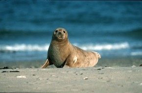 Foka szara (Halichoerus grypus)