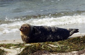 Odpoczywająca na brzegu foka obrączkowana, nazywana też nerpą