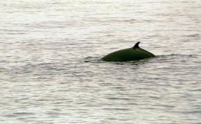 Płetwal karłowaty – najmniejszy z fiszbinowców, często żeruje blisko brzegu. Zdjęcie wykonane na południowym wybrzeżu Islandii