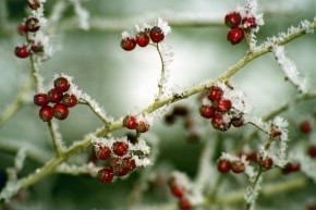 Gałęzie głogu (Crataegus sp.), zrzuciły liście, co pozwala uniknąć zbędnej utraty wody. Dojrzałe owoce wabią ptaki poszukujące zimowego pożywienia. Jeśli zostaną zjedzone – ich nasiona przeniesione będą w ptasich żołądkach na dużą odległość.